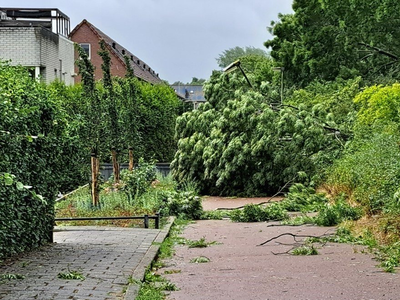 NOC-Poly- omgewaaide boom over het fietspad bij Ommeland in de wijk Purmer Zuid